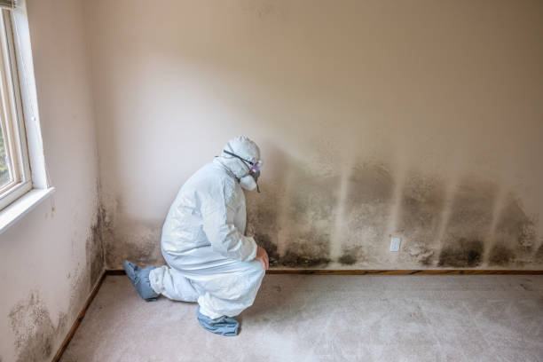 Best Fast Mold Removal  in East Rockingham, NC